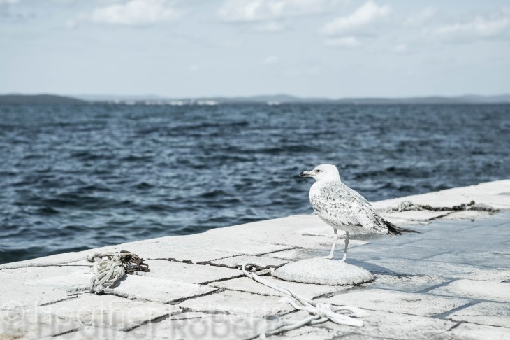 Zadar-0584-2